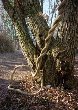 [Hearth.com] Is Chestnut good for firewood?