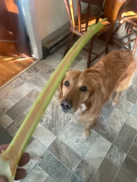 [Hearth.com] Cooking thread, anyone?