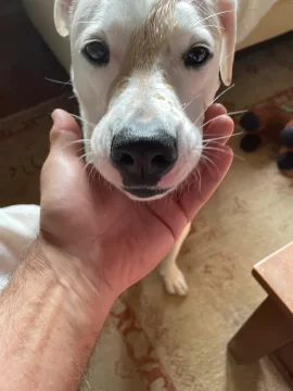 [Hearth.com] Coffee stains on enamel Jotul, How to clean?