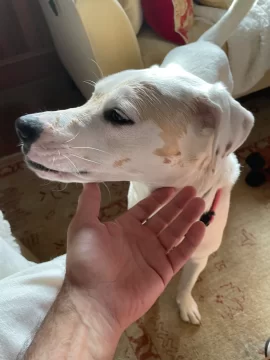 [Hearth.com] Coffee stains on enamel Jotul, How to clean?