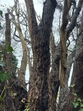 [Hearth.com] What have we got here?