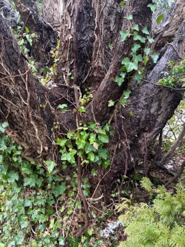 [Hearth.com] What have we got here?