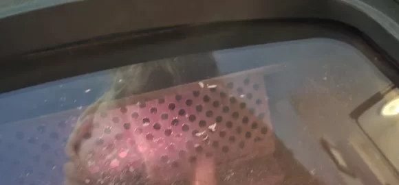 [Hearth.com] Cat Life Span