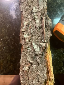 [Hearth.com] What have we got here?