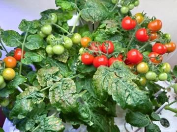 [Hearth.com] 2026 Garden Thread