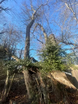 [Hearth.com] Tree ID