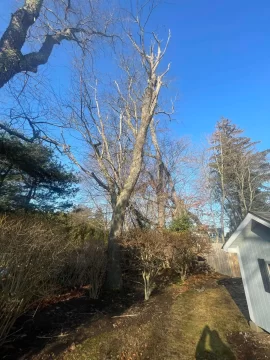 [Hearth.com] Tree ID