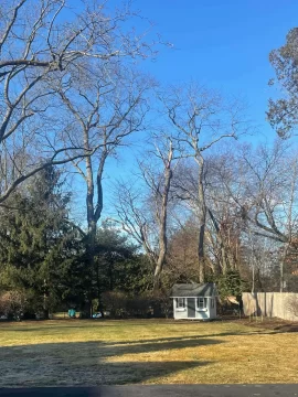 [Hearth.com] Tree ID