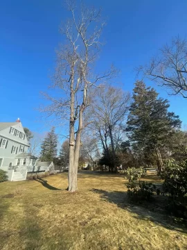 [Hearth.com] Tree ID