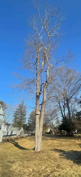 [Hearth.com] Tree ID