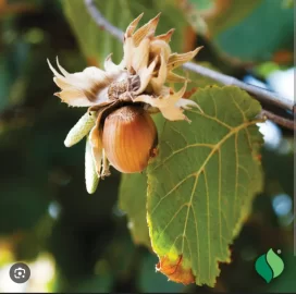 [Hearth.com] What Is In Your Stove Right Now?