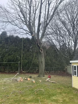 [Hearth.com] Tree ID