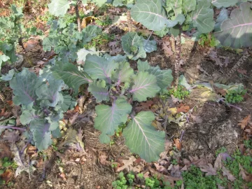 [Hearth.com] 2026 Garden Thread