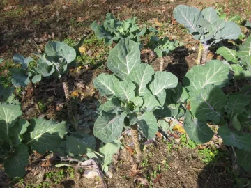 [Hearth.com] 2026 Garden Thread