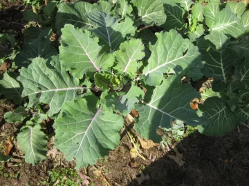 [Hearth.com] 2026 Garden Thread