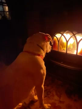 [Hearth.com] What Is In Your Stove Right Now?