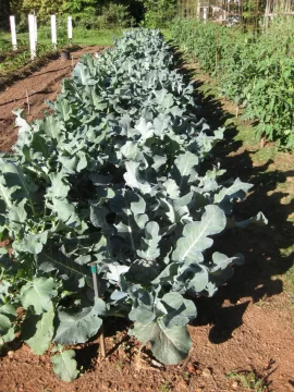 [Hearth.com] 2026 Garden Thread