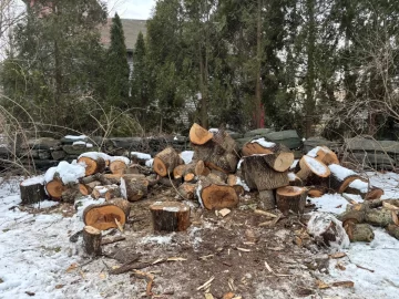 [Hearth.com] Tree ID