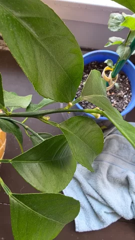 [Hearth.com] 2026 Garden Thread