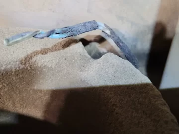 [Hearth.com] Quadrafire Castile - pellets stop feeding