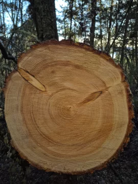 [Hearth.com] Douglas Fir bark