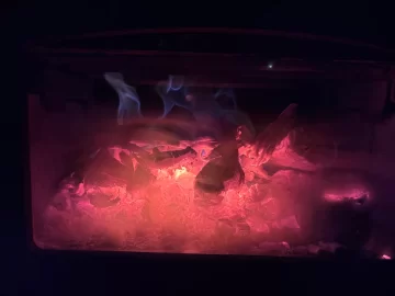 [Hearth.com] What Is In Your Stove Right Now?