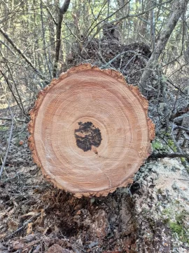 [Hearth.com] Douglas Fir bark