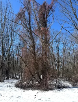 [Hearth.com] Too Sketchy to Drop?