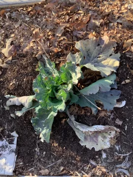 [Hearth.com] 2026 Garden Thread