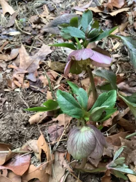 [Hearth.com] 2026 Garden Thread