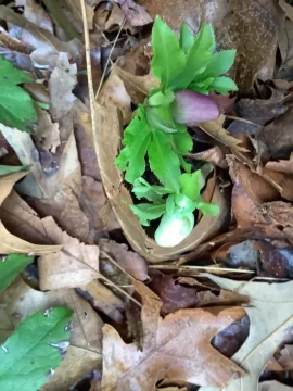 [Hearth.com] 2026 Garden Thread