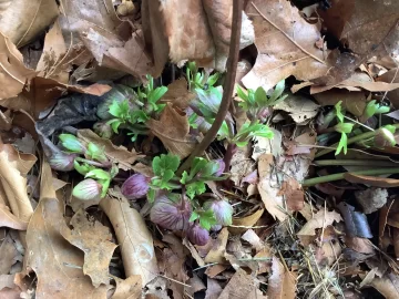 [Hearth.com] 2026 Garden Thread