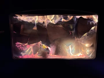 [Hearth.com] What Is In Your Stove Right Now?