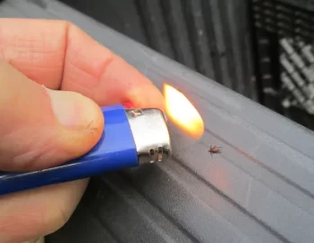 [Hearth.com] Tick bites and Lyme disease