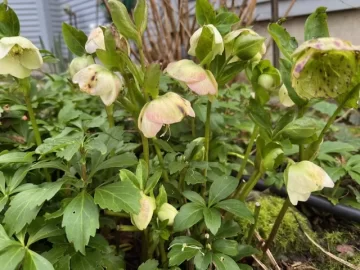 [Hearth.com] 2026 Garden Thread