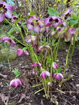 [Hearth.com] 2026 Garden Thread