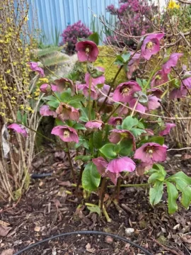 [Hearth.com] 2026 Garden Thread