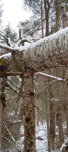 [Hearth.com] Mother Nature doesn't want to see me retire from being a wood burner it seems!