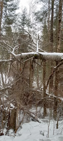 [Hearth.com] Mother Nature doesn't want to see me retire from being a wood burner it seems!