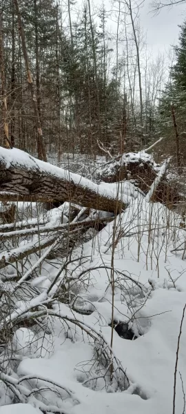 [Hearth.com] Mother Nature doesn't want to see me retire from being a wood burner it seems!