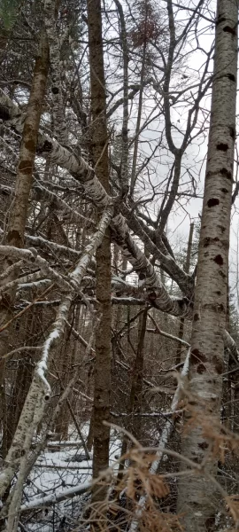 [Hearth.com] Mother Nature doesn't want to see me retire from being a wood burner it seems!