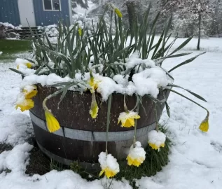 [Hearth.com] 2026 Garden Thread