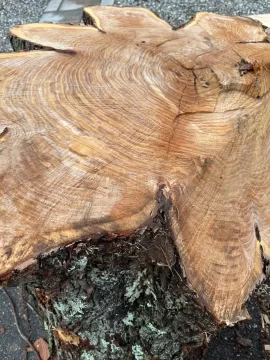 [Hearth.com] Wood ID