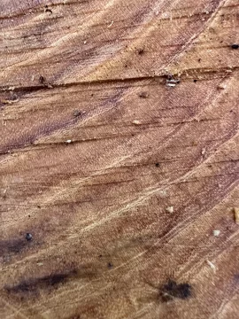 [Hearth.com] Wood ID