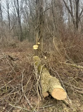 [Hearth.com] Too Sketchy to Drop?