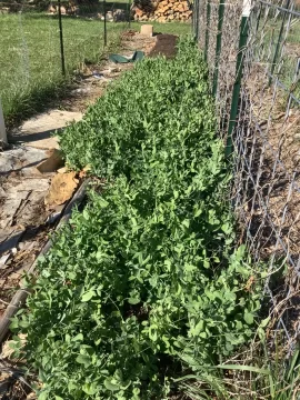 [Hearth.com] 2026 Garden Thread