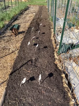 [Hearth.com] 2026 Garden Thread