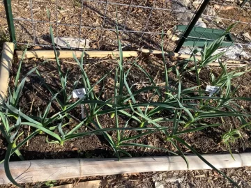 [Hearth.com] 2026 Garden Thread