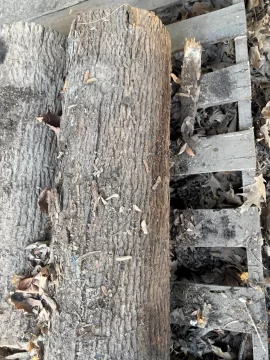 [Hearth.com] What Species?