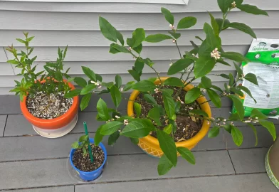 [Hearth.com] 2026 Garden Thread